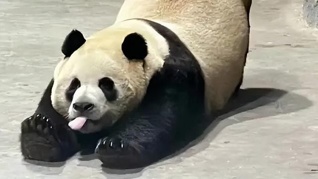 大熊猫灵岩。