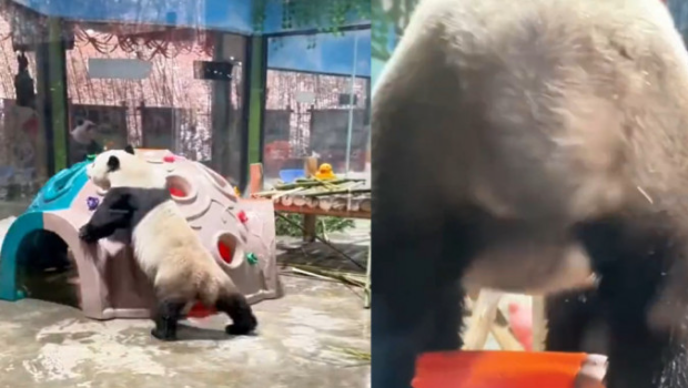 大熊猫性感抖臀致直播间被封10分钟。