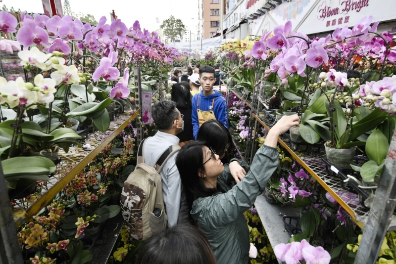 市民选购年花。