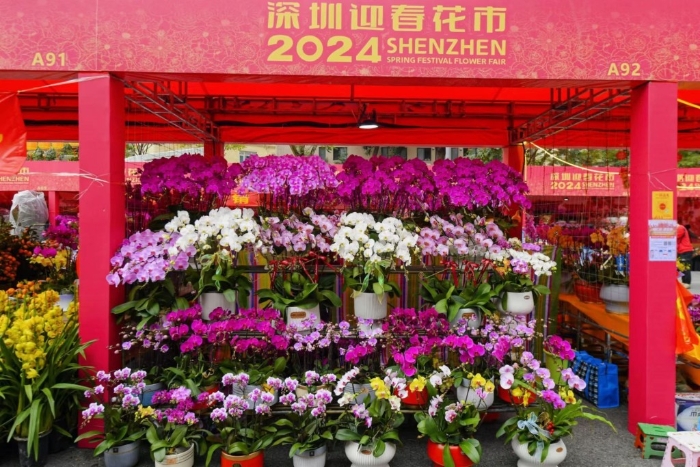 深圳爱国路花市约190个花卉售卖展位，包括各种寓意吉祥的年宵花。