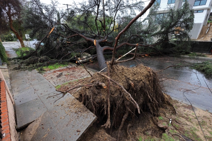 加州至少有3人被风吹倒的大树压死。