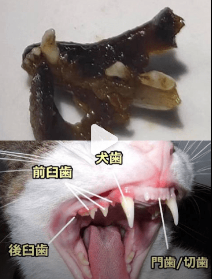 牙齿对比