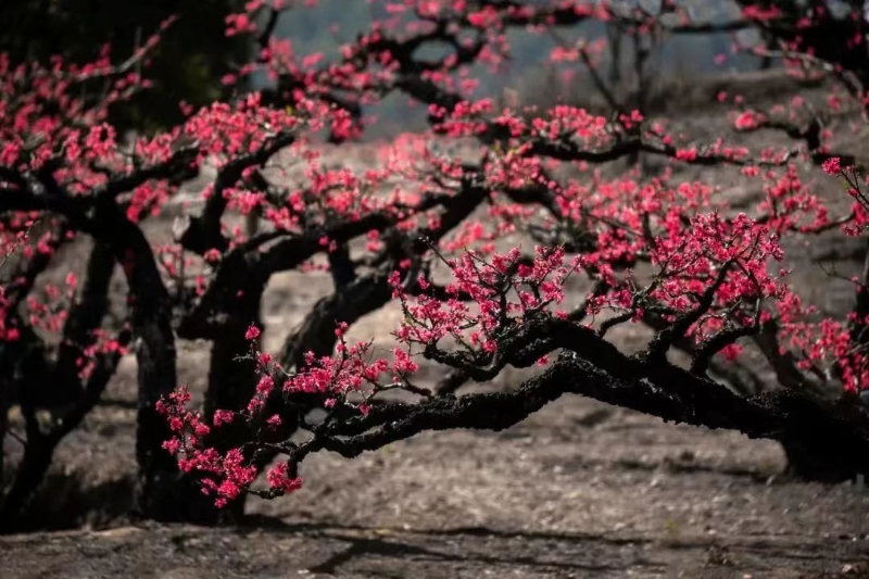 万亩桃花 恣情绽放！