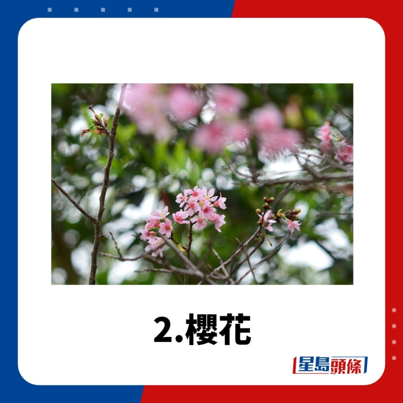 赏花好去处2.樱花