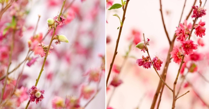 礼宾府桃花