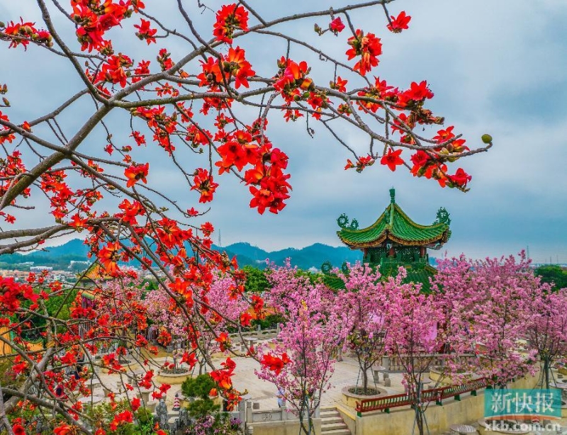 广州番禺：宝墨园樱花节花期持续至3月下旬
