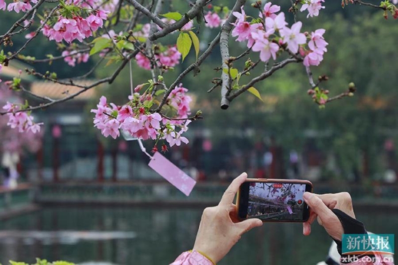 广州番禺：宝墨园樱花节启幕，花期持续至3月下旬
