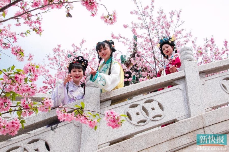 广州番禺宝墨园樱花节启幕，花期持续至3月下旬