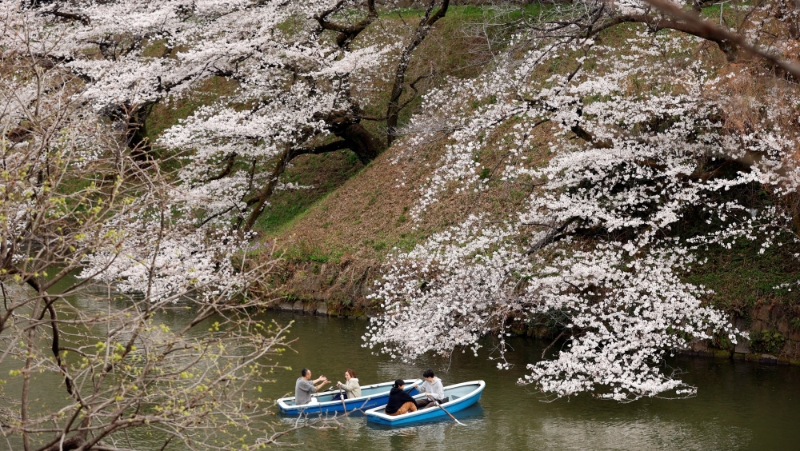 东京樱花