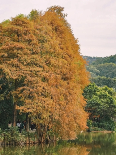 仙湖