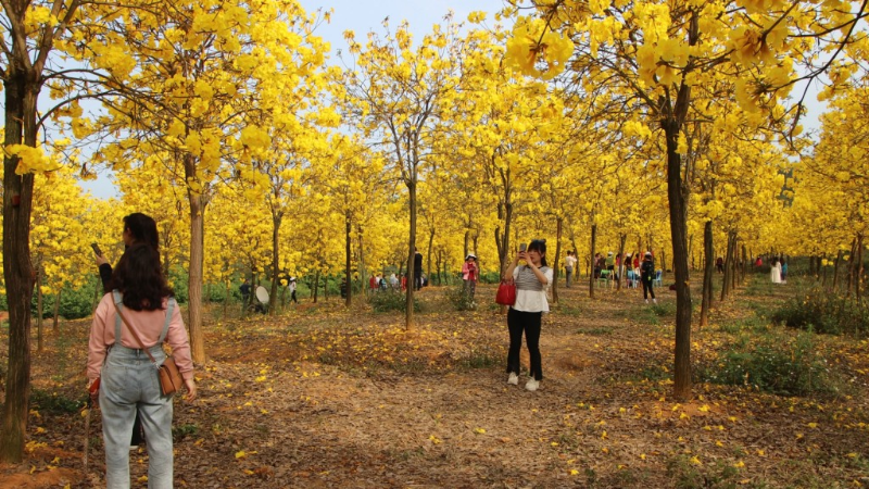 满城花开无数！踏青赏花来韶关浈江