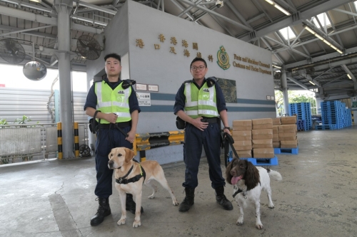 枪械弹药搜索犬Gasper（左） 与爆炸品搜索犬Wazird（右），都是海关反恐精英一员。 黄伟强摄