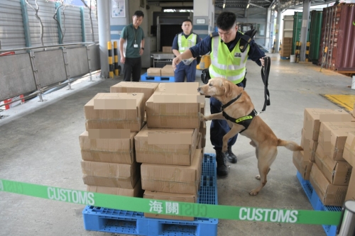 枪械弹药搜索犬Gasper示范检查货物。 黄伟强摄