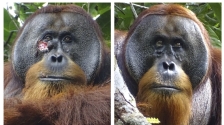 全球首例 | 红毛猩猩懂用草药治伤口，印尼科学家首发现