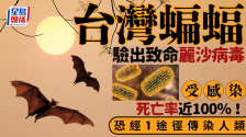 台湾蝙蝠验出丽沙病毒，遭感染死亡率近100%！恐经1途径传染人类