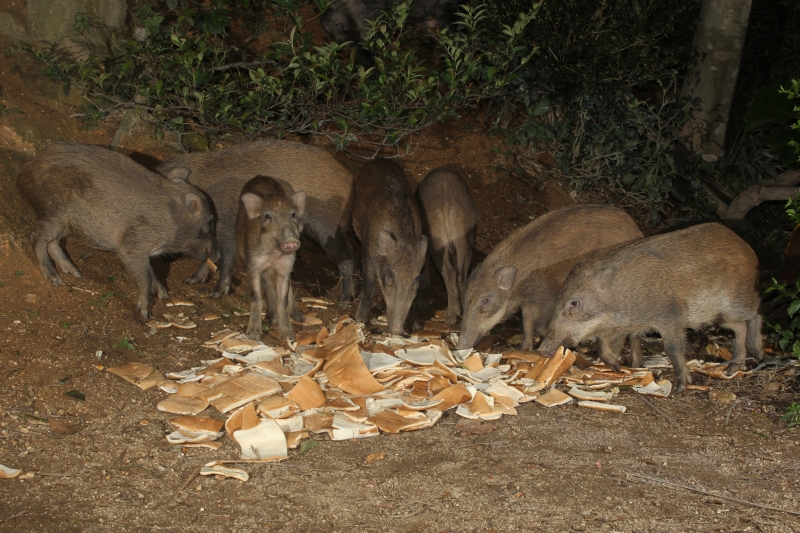 野猪懂得自行在野外觅食