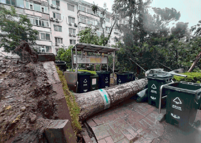 风雨中北京多处树木倒伏。微博