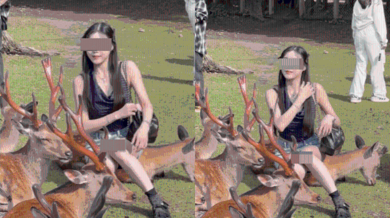 短裙女硬坐日本奈良鹿拍照