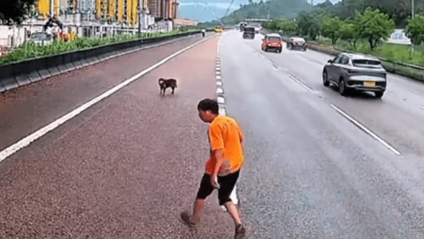 元朗短衫男风雨下救狗