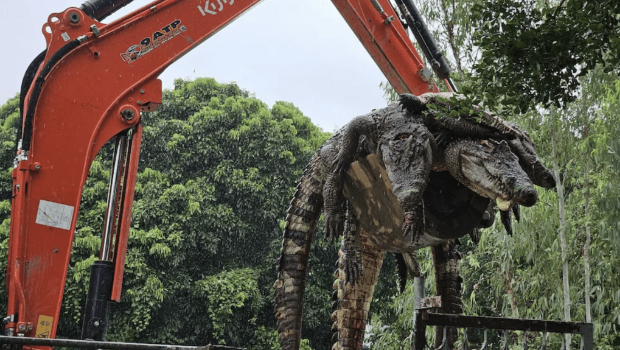 挖土机运尸体照片震撼民众