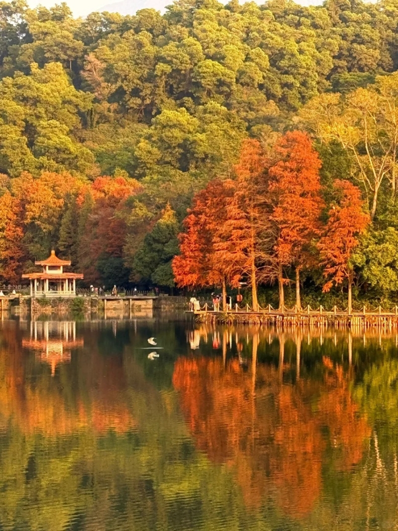 作为国家AAAA级风景区，仙湖植物园向来都是人气郊游好去处（图片来源：小红书@ShuPing深圳）